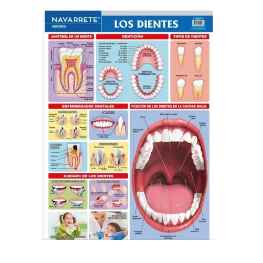 LAMINA MURAL LOS DIENTES