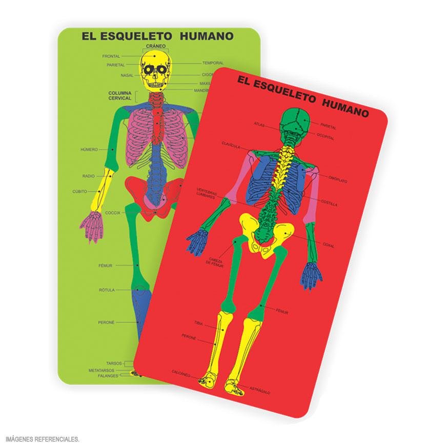 ENCAJE ESQUELETO HUMANO