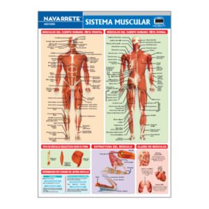LAMINA MURAL SISTEMA MUSCULAR