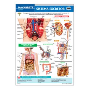 LAMINA MURAL SISTEMA EXCRETOR