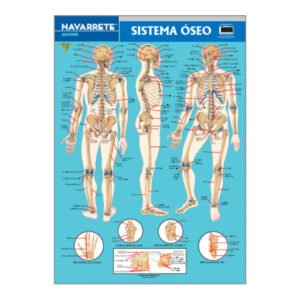 LAMINA MURAL SISTEMA OSEO