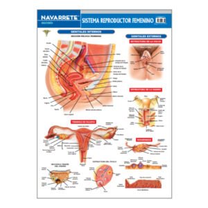 LAMINA MURAL SISTEMA REPRODUCTOR FEMENINO