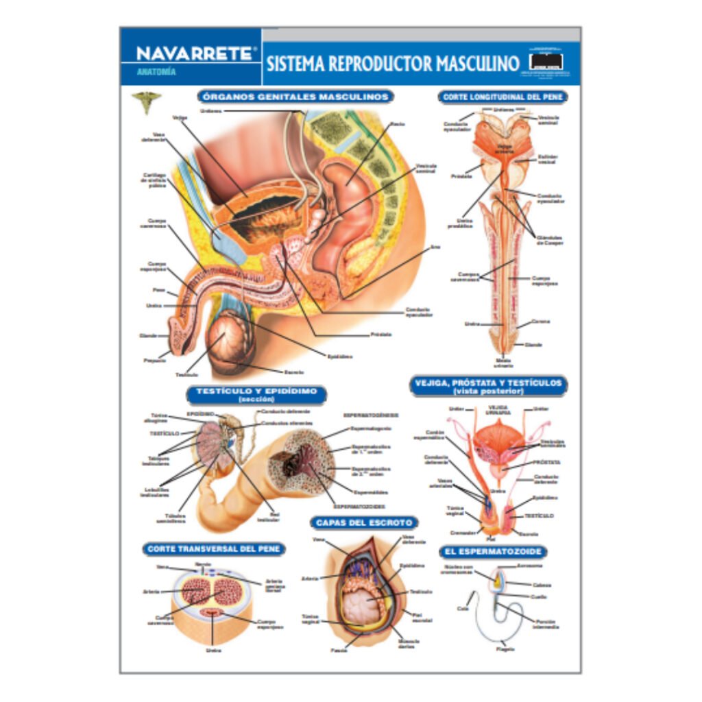 LAMINA MURAL SISTEMA REPRODUCTOR MASCULINO