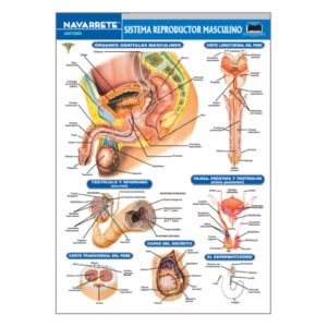 LAMINA MURAL SISTEMA REPRODUCTOR MASCULINO