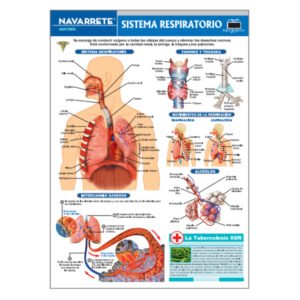 LAMINA MURAL SISTEMA RESPIRATORIO