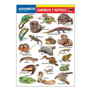 LÁMINA MURAL ANFIBIOS Y REPTILES